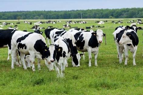 Start Dairy Farming Business in India – Invest Less and Earn More